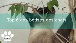 6 b&ecirc;tises que font les chats | Assur O'Poil