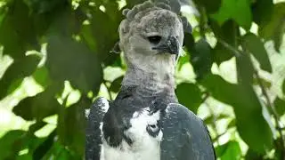 The Harpy Eagle A Bird With Claws Bigger Than a Grizzly Bear