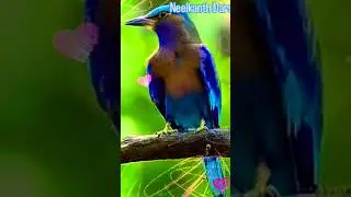 जेठ दशहरा  के दिन नीलकंठ पक्षी के दर्शन|| short# video #darshan #neelkanth#youtubeviralvideo