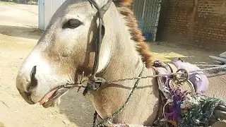 Donkey feeling Upset with Cart 😳 |Animals life| #viral #1000subscriber