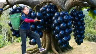 Harvesting 500 Tons of Mutant Grapes and go to Market sell, The Beauty of Rural Girls at Work