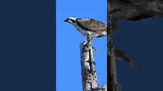 Watch This Osprey's Amazing Catch! #nature #duck