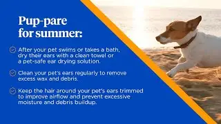 Summer Tips for Dogs