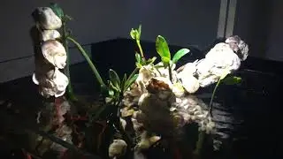 Our brackish water aquarium is wet!