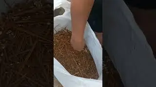 Mushroom home farming, simple method.@boilunvlogs1556 #mushroom #homefarming #mushroompacking