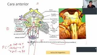 Protuberancia