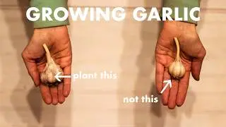 Planting So Much Garlic || Fall Gardening