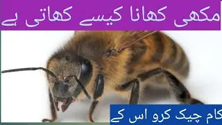 Bee (Animal)/Bee (Animal), Cotswold BeesBee (Animal), Bee swarm simulator