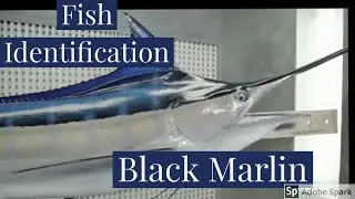 Black Marlin - NOAA Species Identification