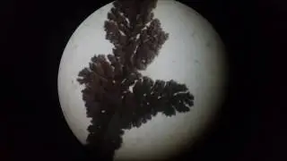 Under the Scope: Growing Copper Crystals