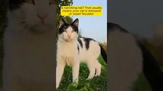 Top 5 Cat Behaviors Explained 😺 (You&rsquo;ll Be Surprised!)
