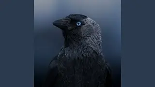 Blue-Eyed Shadow