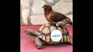 A relaxing 3 minute video of animals cooperating