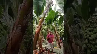 The World Most Advanced bananas farm#bannanasfarm #reels #viralvideos #farmvideos
