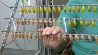 Wie die Schmetterlinge ins Papiliorama kommen