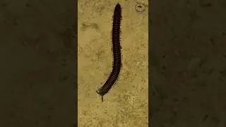 millipede, activity #viralvideo 🐛😄😉#animal