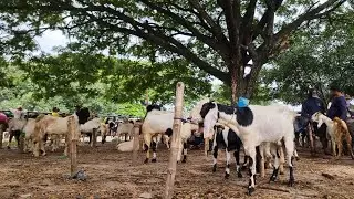 HARGA KAMBING TERBARU! CEK SUASANA PASAR PON NGULAKAN PATI HARI INI | SENIN 26 JANUARI 2026