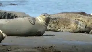 Spotted seals gather and relax along the beach