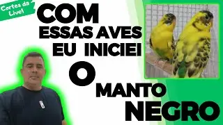 QUAIS MUTAÇÕES DE PERIQUITOS JÁ TEM MANTO NEGRO?