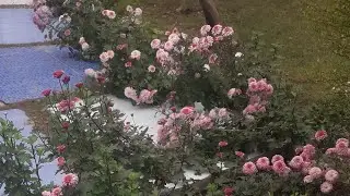 good afternoon doston welcome to my live stream happy gardening🥀👍🙏