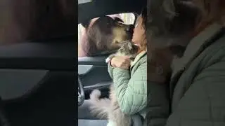 Will the woman and her cat be attacked by the mysterious shadow #catsoftiktok #petsafety #wildlife