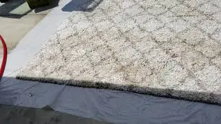Pet Urine removal from rug(1)