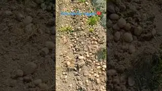 Support Farmers 🇮🇳#supportfarmers #support #shorts #potato #trending #ajvlogger #viralvideo