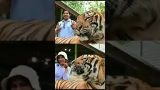 Tiger Kingdom Phuket-Thailand || Lifetime Unique Experience With Tigers || 7DaysTravelwithDandJ