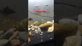 Cold water Fish. Blackmoor Fish With Danio Fish. Zebra Fish. sponge filter and air chest only.