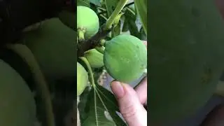 Figs - How to harvest