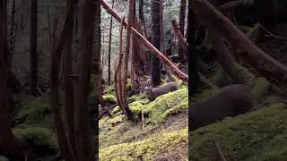 Sitka Blacktail Deer likes the Grunt