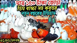 মাত্র ১৫০ টাকা জোড়া ডিম বাচ্চা সহ কবুতর আজকে সব কমদামি কবুতর ফেন্সি রেসার গোল্লা গিরিবাজ কবুতর