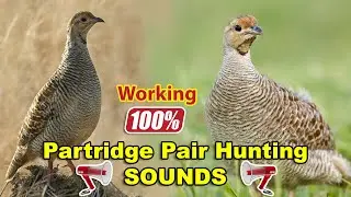 Francolin Male and Female Hunting Voice | Partridge Pair Hunting Sounds | Tetar Jory ki Awaz