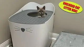 Catit PIXI Cat Litter Box Demonstration