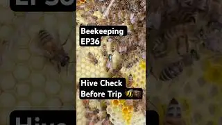 Beekeeping EP36 &ndash; Hive Check Before Trip 🐝🧳