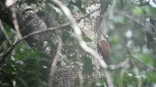 Arapa&ccedil;u-de-bico-comprido (𝘕𝘢𝘴𝘪𝘤𝘢 𝘭𝘰𝘯𝘨𝘪𝘳𝘰𝘴𝘵𝘳𝘪𝘴). Long-billed Woodcreeper #birds #amazon #animals