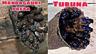 DIFERERENÇAS Entre MANDAGUARI PRETA E TUBUNA😱