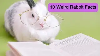 10 Weird Rabbit Facts That Will Surprise You!