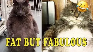 MEET MY FAT DOG & CAT! 🐶🐱