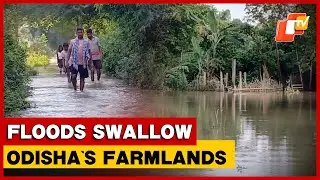 Odisha&rsquo;s Bhadrak In Distress As Floods Swallow Farms, Paddy Fields; Farmers Allege Years Of Neglect