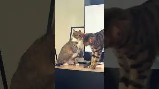 @mitmitcats: Токсичные отношения #кот #любителькошек #кошечка