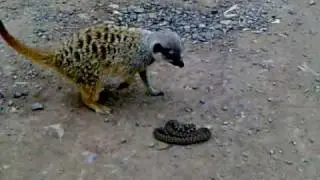 Meerkat vs Snake