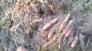 Carrazzo.mp4