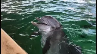 Did the Solar Eclipse Affect Nicholas the Dolphin?