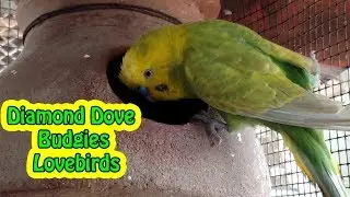 Diamond Dove  Budgies and Lovebirds Breeding | Farming Update August 2018