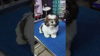 bairav came for vaccine and groom at passion pets clinic madurai ❤️ 9360428773