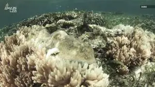 Scientists Create 'Heat Resistant' Coral to Fend Off Bleaching