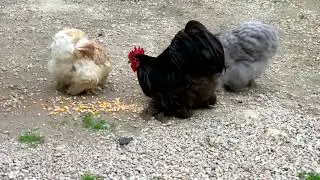 Pekin Bantam Chickens 05.01.2023