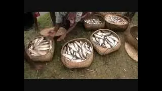 fish farm Fishing in Arif's fish farm, Nabigonj Bangladesh 11