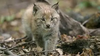 S&uuml;&szlig;es Jungtier bei den Luchsen I Tiergarten Sch&ouml;nbrunn
